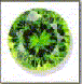 peridot taille brillant